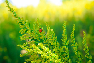 Close-up of ladybug on plant