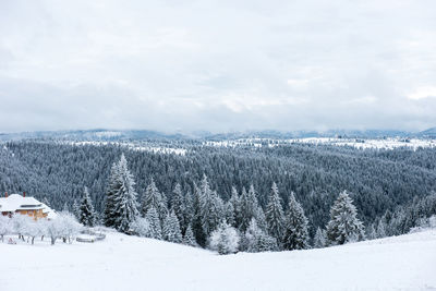 Snow covered pine trees against sky