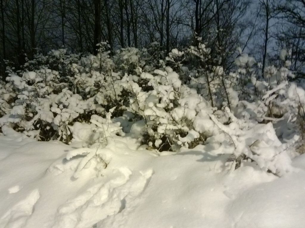 snow, winter, cold temperature, season, weather, tree, frozen, covering, tranquility, white color, bare tree, nature, tranquil scene, beauty in nature, branch, scenics, covered, white, landscape, cold