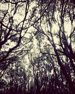 Low angle view of tree against sky