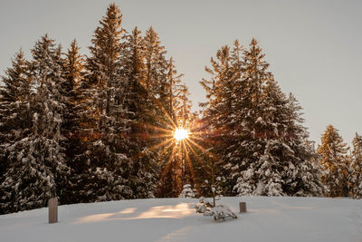 Trees on snow covered land against sky during sunset