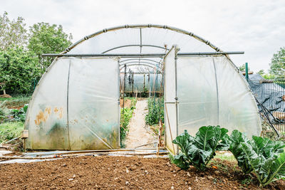 Rows of green plants growing in typical hothouse located on plantation against cloudy sky in countryside