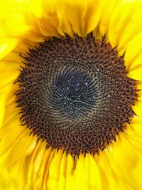 Close-up of sunflower