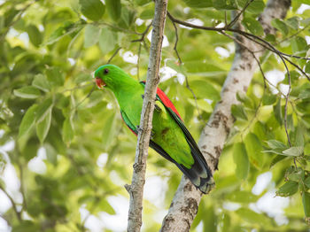 Low angle view of parrot perching on tree