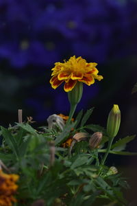 Close-up of yellow flowering plant on field