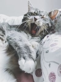 Close-up of cat yawning