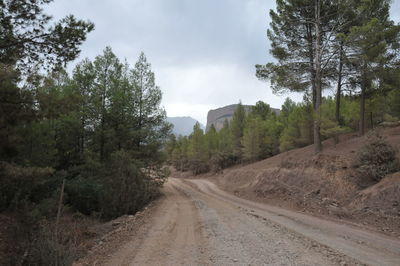 Dirt road amidst trees against sky