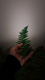 Cropped image of person holding plant against tree