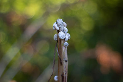 Close-up of flower 