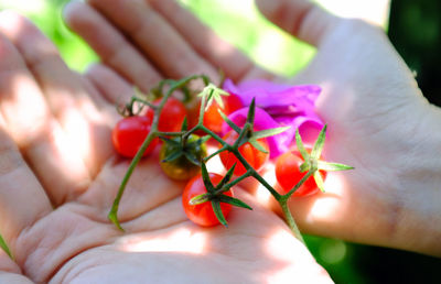 Close-up of cropped hand holding flower