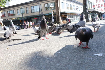 View of pigeons on street in city