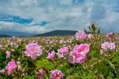 Close-up of pink flowering plants on field