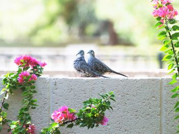 Close-up of bird perching on flower pot