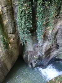 Scenic view of waterfall in forest