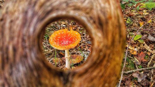 High angle view of mushroom growing on field