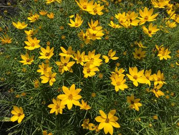 High angle view of yellow flowering plants on field