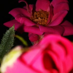 Close-up of pink flower