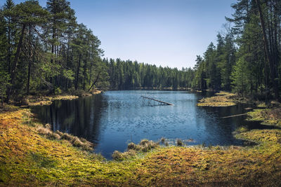 Scenic view of lake in forest against sky