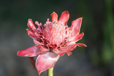 Close-up of pink flower