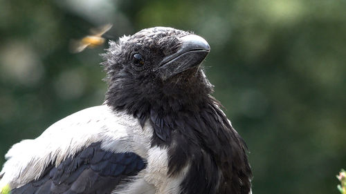 Close-up of a bird looking away