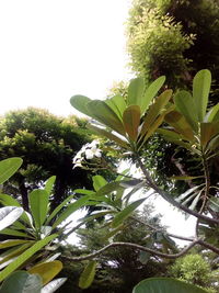 Low angle view of plants against clear sky