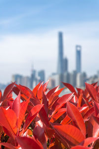 Close-up of red flowering plant against sky