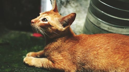 Close-up of ginger cat sitting