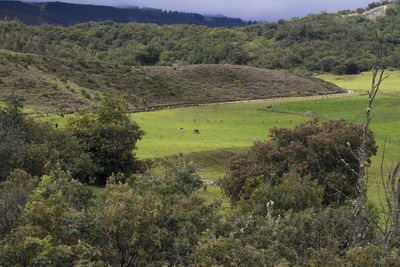 High angle view of trees on field
