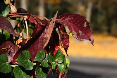 Close-up of dry leaves on plant