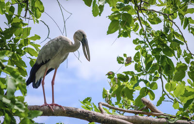 Low angle view of bird perching on tree