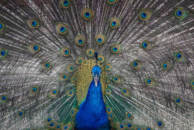 Close-up of peacock