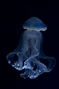 Close-up of jellyfish swimming in sea