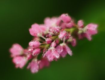 Close-up of flowers against blurred background