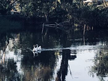 View of ducks swimming on lake