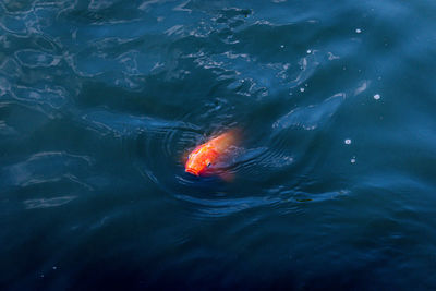 High angle view of koi carps swimming in sea