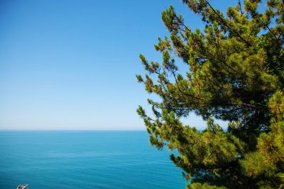  pine tree front view, blue sea and sky background. nature background. summer time