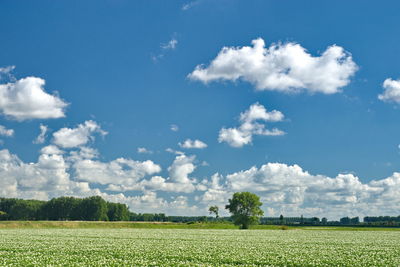 Scenic view of agricultural field against sky