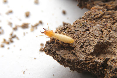 Close-up of insect on cigarette