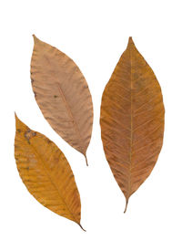 Close-up of autumn leaves against white background