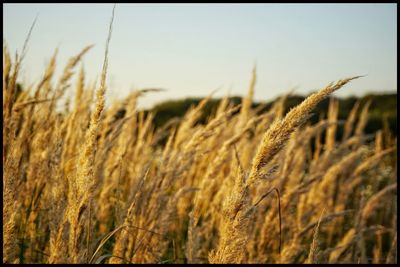 Close-up of wheat growing in field