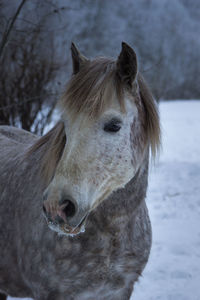 Horse standing in snow