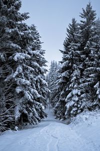 Trees on snow covered landscape