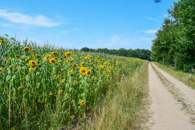 View of yellow flowering plants on land