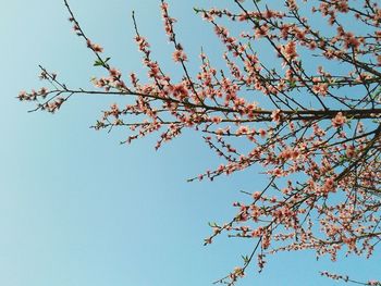 Low angle view of cherry blossoms against blue sky