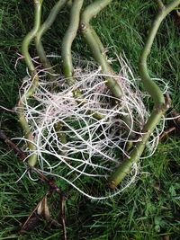 High angle view of succulent plant on field