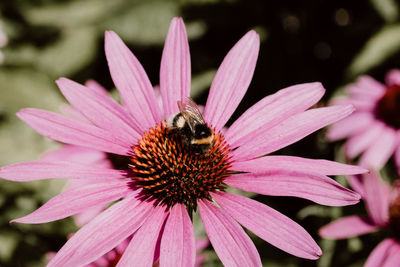 Close-up of bee pollinating on purple coneflower