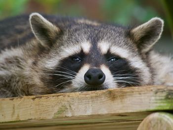 Close-up portrait of a sleepy raccoon 