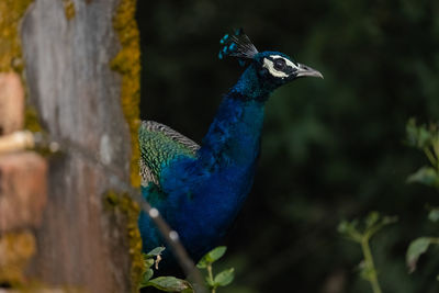 Close-up of a bird looking away