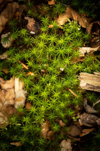 High angle view of succulent plants on field