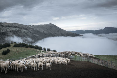 Sheep on landscape against sky